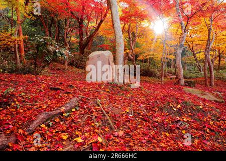 Herbstlaub im Zuihoji-Park Stockfoto