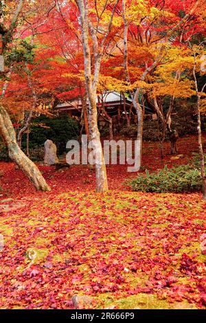 Herbstlaub im Zuihoji-Park Stockfoto