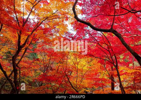 Herbstlaub im Zuihoji-Park Stockfoto