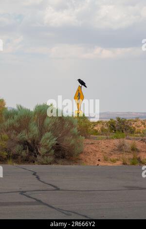 Crow befindet sich auf dem Wegweiser im Arches-Nationalpark, Utah Stockfoto