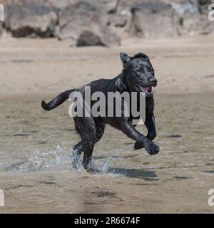 Schwarzer labrador-Retriever läuft durch Wasser Stockfoto