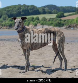 Windhund Stockfoto