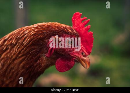 Ein kunstvoll verzierter roter Hahn mit einem leuchtend roten Kamm auf dem Kopf steht im Profil und fängt mit seinem leuchtenden Gefieder das Auge ein Stockfoto