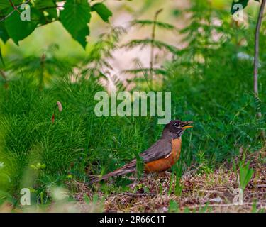 American Robin aus nächster Nähe, auf dem Boden stehend mit einer Libelle im Schnabel mit grünem Hintergrund in seiner Umgebung und Umgebung. Stockfoto