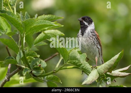 Reed Bunting (Emberiza schoeniclus) am Ufer des Flusses Tay, Perth, Perthshire, Schottland, Großbritannien. Stockfoto