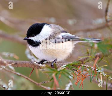 Nahaufnahme des Chickadee-Profils, hoch oben auf einem Nadelbaum-Ast mit verwischtem Hintergrund in seiner Umgebung und Umgebung. Stockfoto