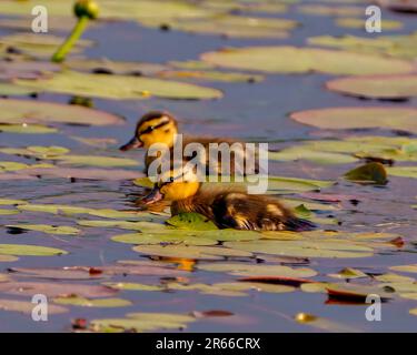 Entenküken im Wasser schwimmen mit Seerosen, die sie in ihrem Lebensraum und ihrer Umgebung mit einer Abendsonne umgeben. Zwei Entenbabys. Stockfoto