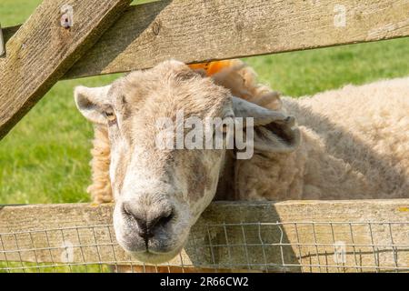 Schafe schauen durch ein Tor Stockfoto