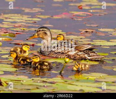 Entenmutter mit ihren kleinen Küken, die im Wasser schwimmen, mit Seerosse umgeben und ihren Lebensraum und ihre Umgebung in der Abendsonne genießen. Stockfoto