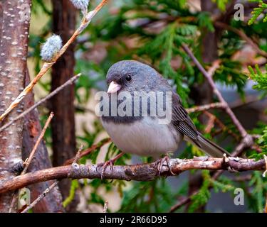 Nahaufnahme von Junco mit Waldhintergrund in seiner Umgebung und Umgebung. Dunkeläugiges Junco-Bild. Stockfoto