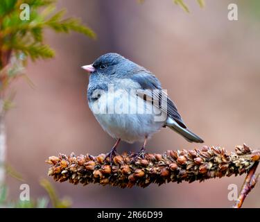 Junco aus nächster Nähe, hoch oben auf einer getrockneten Mullein-Stielpflanze mit einem verschwommenen Hintergrund in der Umgebung und Umgebung. Stockfoto