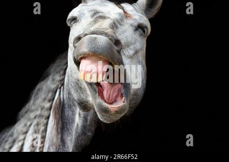 Ein weißes Pferd scheint auf schwarzem Hintergrund zu lachen Stockfoto