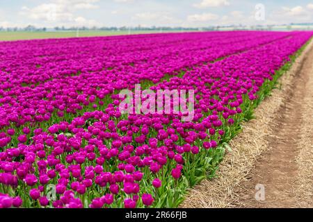 Scenic view of rows of bright colorful blooming tulips flower field in Europe. Dutch floral commercial plantation bulb growing. Beautiful natural Stockfoto