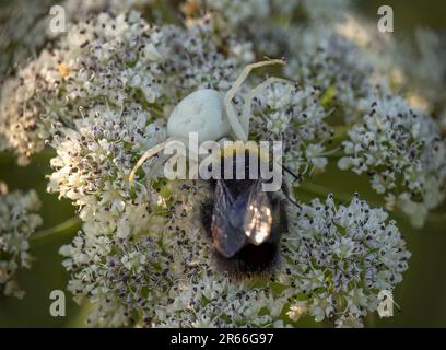 Weiße Krabbenspinne mit Bienenbeute. Stockfoto