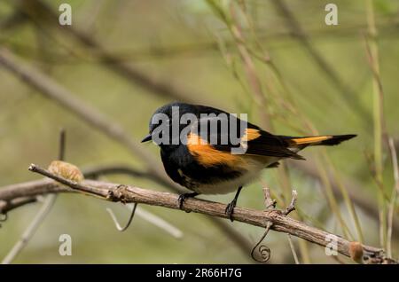 Nahaufnahme des männlichen amerikanischen Redstart, der während der Frühjahrswanderung auf einem Ast sitzt, Ontario, Kanada Stockfoto