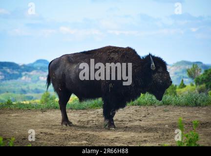 Porträt einer Bison im Theodore Roosevelt-Nationalpark. Stockfoto