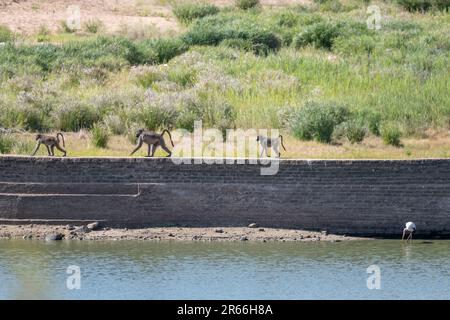 Paviane, die auf einer Dammwand am Seeufer in wilder Landschaft spazieren, im hellen Sommerlicht erschossen, Kruger Park, Mpumalanga, Südafrika Stockfoto