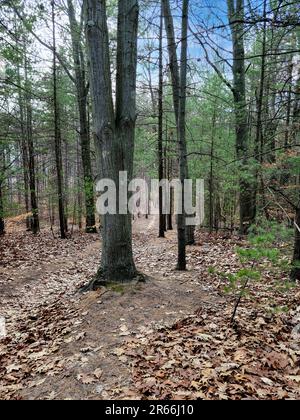 Schmaler Schotterweg in einem Herbstwald mit grünen Kiefern Stockfoto