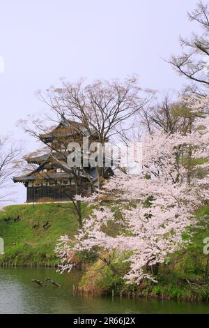Kirschblüten im Takada Park Stockfoto