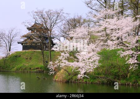 Kirschblüten im Takada Park Stockfoto