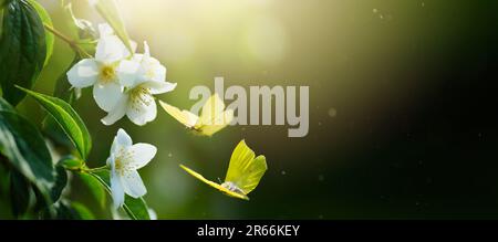 Wunderschöne Sommerblüte, blühender Jasminbusch und fliegende Schmetterlinge auf grünem Hintergrund. Weichzeichnerfokus; Spase kopieren Stockfoto