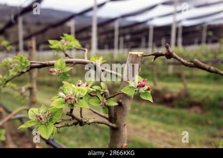 Knospen eines blühenden Apfelbaums auf einer Plantage auf den Hügeln der österreichischen Steiermark Stockfoto