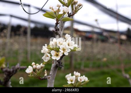 Knospen eines blühenden Apfelbaums auf einer Plantage auf den Hügeln der österreichischen Steiermark Stockfoto