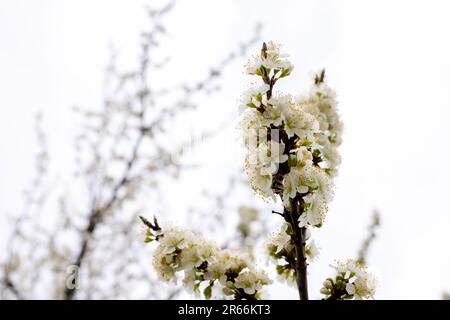 Äste eines blühenden Apfelbaums auf Plantagen in Puch bei Weiz in Osterreichs Steiermark Stockfoto