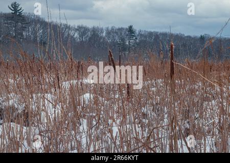 Wanderwege im Great Meadows Wildlife Preserve im Winter, Concord, Massachusetts Stockfoto