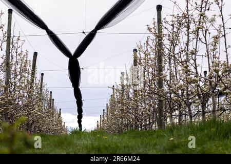 Gesammelt unter Abdeckung von Hagelschutznetzen über Apfelreihen auf einer Plantage auf den Hügeln der österreichischen Steiermark Stockfoto