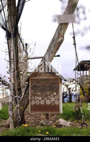Insektenhaus, das auf Apfelplantagen in der Steiermark an einem Baum hängt Stockfoto
