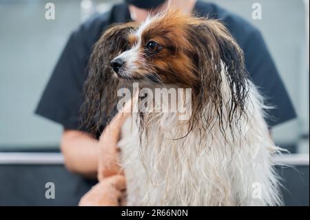 Lustiger nasser papillon nach dem Waschen. Hundespaniel Continental im Pflegesalon. Stockfoto