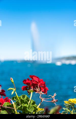 Eine rote Blume mit Jet d'Eau in der Ferne Stockfoto