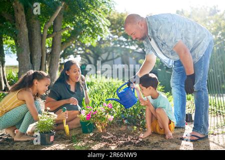 Pflanzen und Bewässern von Blumen für Familien im sonnigen Sommergarten Stockfoto