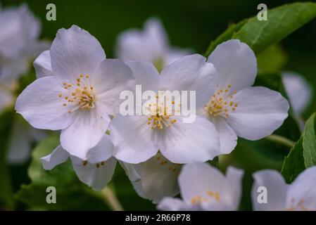 Jasminblüten, selektiver Fokus Weiße Blüten in einer GARTENPFLANZE wunderschön frischer Sommerabend Busch KOPIERRAUM Stockfoto