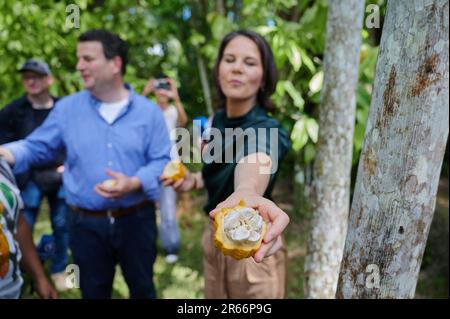 Ilha Do Combu, Brasilien. 07. Juni 2023. Annalena Baerbock (r, Bündnis 90/die Grünen), Außenministerin, gibt Journalisten eine Kakaobst, während sie selbst Fruchtfleisch verkosten. Bei dem Besuch der nordbrasilianischen Stadt Belem geht es in erster Linie um Klima- und Umweltfragen. Kredit: Annette Riedl/dpa/Alamy Live News Stockfoto