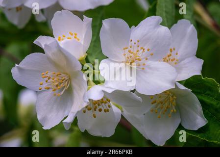 Jasminblüten, selektiver Fokus Weiße Blüten in einer GARTENPFLANZE wunderschön frischer Sommerabend Busch KOPIERRAUM Stockfoto