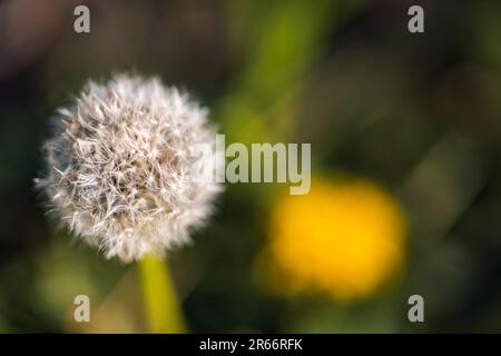 Ein großer Löwenzahn vor einer gelben Blume Stockfoto