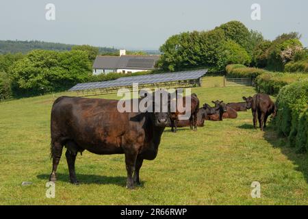 angus-Kühe und Kälber mit Solarpaneelen dahinter Stockfoto