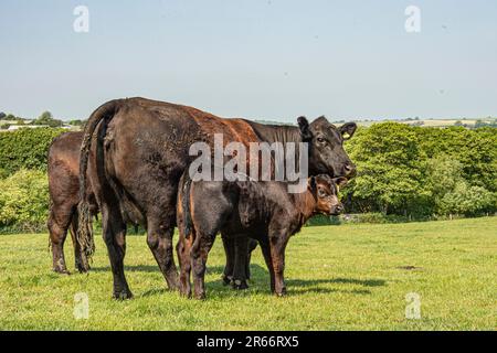 Schwarze Aberdeen Angus Kühe Stockfoto