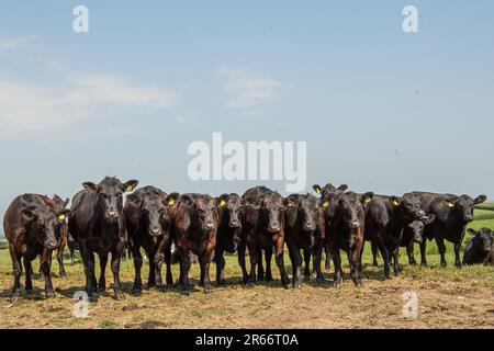 Schwarze Aberdeen Angus Kühe Stockfoto