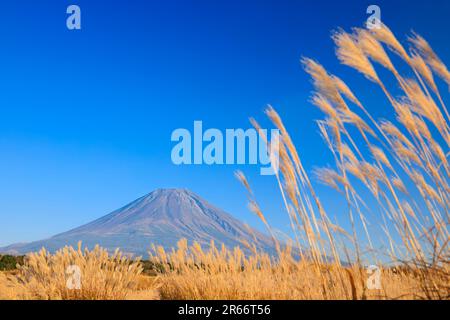 Fuji und Silbergras im Herbst Stockfoto