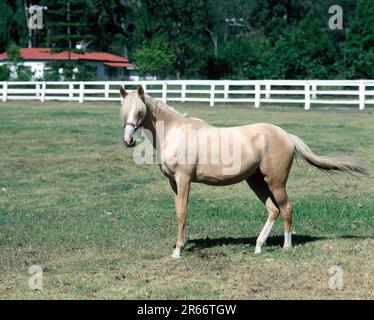 Australien. Queensland. Palomino-Pferdestute in der Koppel. Stockfoto