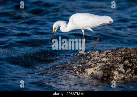 Ein großes weißes Egret-Profil, das auf der Küste steht und Fische jagt Stockfoto