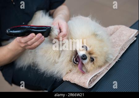 Eine Bräutigam trimmt die Haare an den Pfoten eines spitz. Stockfoto