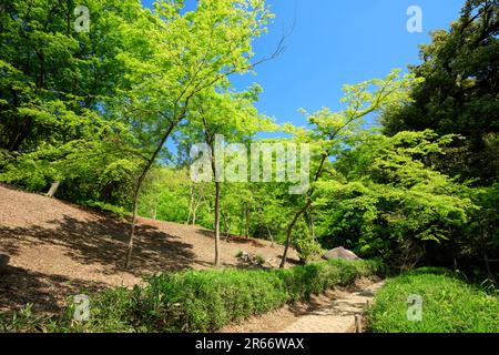 Rikugien in frischem Grün Stockfoto