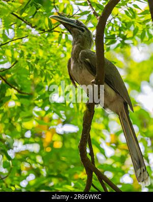 Ein Grey-Horn-Schein, der auf einem Baum ruht Stockfoto