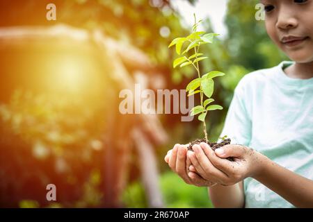 Die Hände des kleinen Jungen halten einen kleinen Baum. Asiatischer Junge, der einen Setzling in der Hand hält. Der Junge lächelt und starrt den kleinen Baum in seiner Hand an Stockfoto