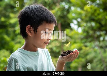 Die Hände des kleinen Jungen halten einen kleinen Baum. Asiatischer Junge, der einen Setzling in der Hand hält. Der Junge lächelt und starrt den kleinen Baum in seiner Hand an Stockfoto