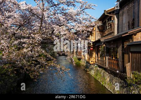 Fluss Gion Shirakawa und Kirschblüten Stockfoto